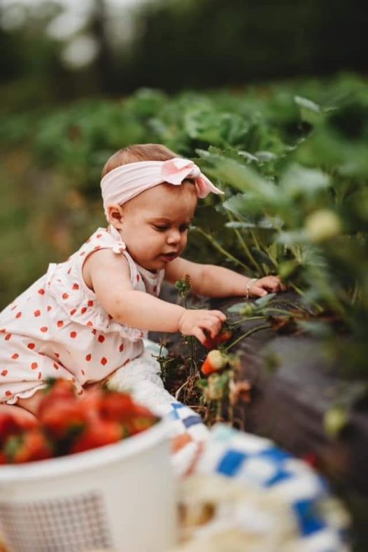 Little girl picking strawberries at Nances Creek Farms