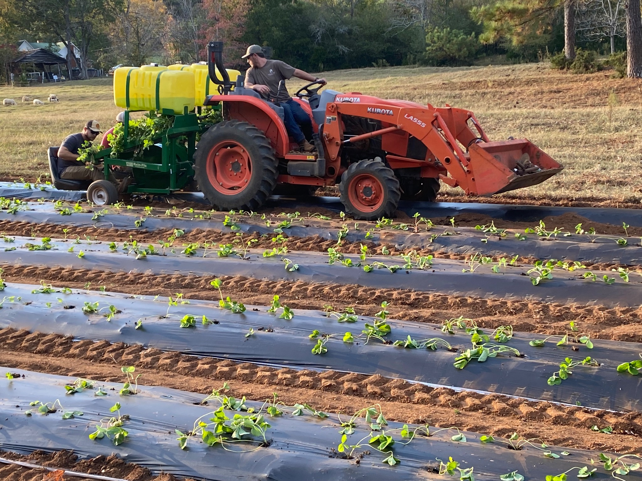 Family planting strawberries at Nances Creek Farms