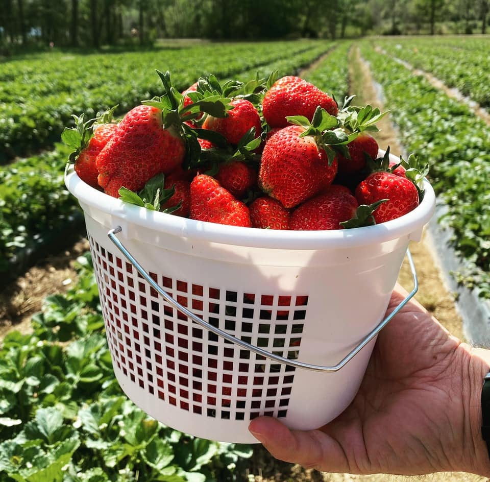 Bucket of ripe strawberries in the field